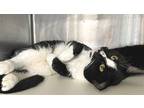 Katrine, Domestic Shorthair For Adoption In Carrollton, Georgia