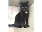 Kenna, Domestic Shorthair For Adoption In Carrollton, Georgia