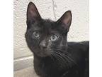 Alexa, Domestic Shorthair For Adoption In Carrollton, Georgia