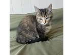 Ash, Domestic Shorthair For Adoption In San Diego, California