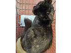 Zannalee, Domestic Shorthair For Adoption In Salisbury, Maryland