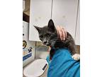 Orochi, Domestic Shorthair For Adoption In Salisbury, Maryland