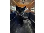 Eric Draven, Domestic Shorthair For Adoption In Salisbury, Maryland