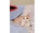 Cedrick, Domestic Mediumhair For Adoption In Stratford, Ontario