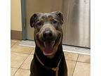 Zeus, Doberman Pinscher For Adoption In Troutdale, Oregon
