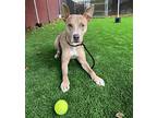 Benji, Labrador Retriever For Adoption In Troutdale, Oregon