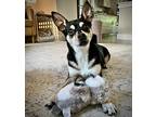 Rocky (ga), Rat Terrier For Adoption In Atlanta, Georgia