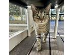 Rebel, Domestic Shorthair For Adoption In Atascadero, California