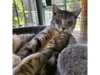 Jax, Domestic Shorthair For Adoption In Lathrop, California