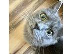 Roux, Domestic Mediumhair For Adoption In Chapel Hill, North Carolina