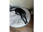 Lilly, Labrador Retriever For Adoption In Salt Lake City, Utah