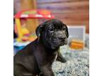 Burger, Labrador Retriever For Adoption In Waterloo, Indiana