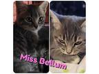 Miss Bellum, Domestic Shorthair For Adoption In Hollister, California