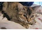 Buttercup, Domestic Shorthair For Adoption In Hollister, California