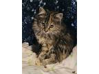 Bubbles, Domestic Longhair For Adoption In Hollister, California