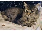 Blossom, Domestic Longhair For Adoption In Hollister, California