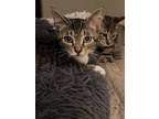 Bunny, Domestic Shorthair For Adoption In Sykesville, Maryland
