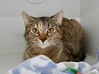 Beatrix, Domestic Shorthair For Adoption In Dearborn, Michigan