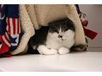 Veesa, Domestic Shorthair For Adoption In Dearborn, Michigan