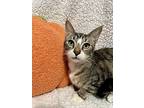 Jack, Domestic Shorthair For Adoption In Ball Ground, Georgia