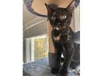 Peanut, Domestic Shorthair For Adoption In Ball Ground, Georgia