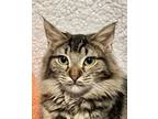 Sally, Domestic Mediumhair For Adoption In Ball Ground, Georgia