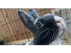 Naya, Dutch For Adoption In Longwood, Florida