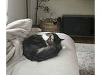 Oreo - Offered By Owner - Fluffy And Young Male, Domestic Longhair For Adoption
