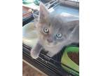 Slate, American Shorthair For Adoption In New Woodstock, New York