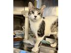 Pennywise, Domestic Shorthair For Adoption In Seville, Ohio