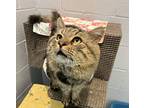 General, Domestic Longhair For Adoption In Seville, Ohio