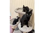 Luna Wood Project, Domestic Shorthair For Adoption In Mount Laurel, New Jersey