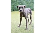 Polly, American Pit Bull Terrier For Adoption In Canton, Georgia