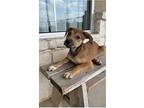 Zelda, Terrier (unknown Type, Medium) For Adoption In Lockhart, Texas