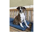Rhythm, Terrier (unknown Type, Medium) For Adoption In Lockhart, Texas