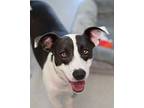 Hazel, Labrador Retriever For Adoption In Pontiac, Michigan