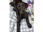 Tom, Doberman Pinscher For Adoption In Bear, Delaware