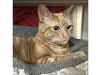 Amadeus, Domestic Shorthair For Adoption In Merriam, Kansas