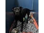 Harry, Labrador Retriever For Adoption In Merriam, Kansas