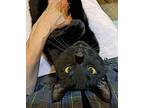 Boo Boo, Domestic Shorthair For Adoption In Amelia, Ohio