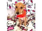 Arena, Terrier (unknown Type, Small) For Adoption In Larchmont, New York