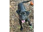 Lady - New, Labrador Retriever For Adoption In Tuscaloosa, Alabama