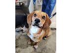 Lucy, Dachshund For Adoption In Lewis Center, Ohio