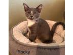 Kitten Rocky, Domestic Shorthair For Adoption In Seal Beach, California