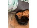 Ruger, Dachshund For Adoption In Edgewood, New Mexico