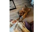 Dipstick, Dachshund For Adoption In Edgewood, New Mexico