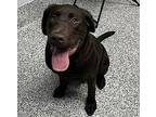 Oggie, Labrador Retriever For Adoption In Golden, Colorado