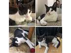 Tipper (tip), Domestic Shorthair For Adoption In Ripon, California