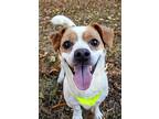 Marvin, Jack Russell Terrier For Adoption In Hamilton, New Jersey