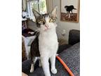 Maggie, Domestic Shorthair For Adoption In Anoka, Minnesota